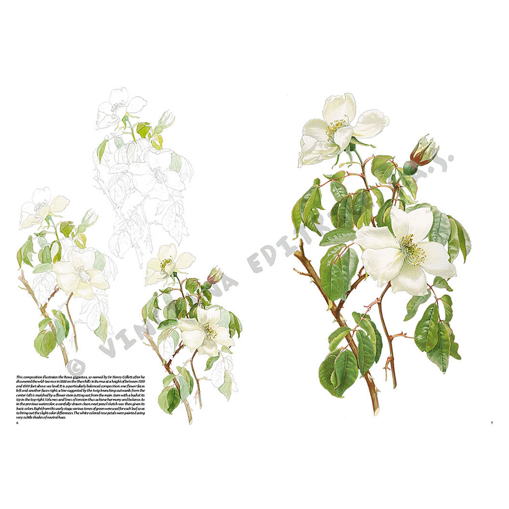 42 – Rose – Collana Leonardo