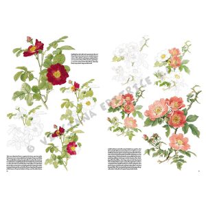 42 – Rose – Collana Leonardo