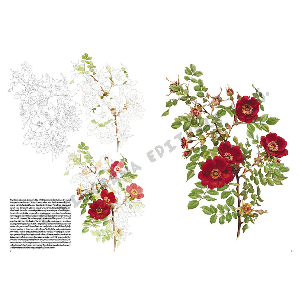 42 – Rose – Collana Leonardo