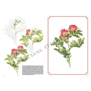 42 – Rose – Collana Leonardo