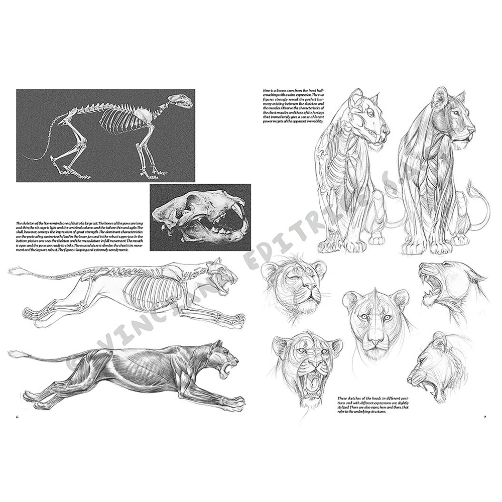 12 – Animali – Collana Leonardo - 3